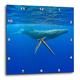 3dRose DPP 89841 _ 1 Hawaii, Big Island, Humpback whale-us12 pso0028-paul souders-Wall Uhr, 10 von 25,4 cm