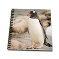 3dRose Antarktis. Erwachsene Gentoo Penguins auf Rocky shoreline-an01 dbr0045-dave bartruff-Memory Buch 12 Zoll (DB 74362 _ 2), 30,5 x 30,5 cm