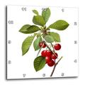 3dRose Redoute Vintage Watercolor Fruit Kirschen Cerasus Domestica 25,4 cm (DPP 106852 _ 1), 10 x 10 Wanduhr