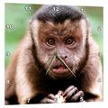 3dRose Nahaufnahme eines schwarzkappen Kapuziner bei Bush Babys Monkey Sanctuary. – Wanduhr, 15 von 15 Zoll (DPP 205469 _ 3)