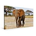 Calvendo Premium Textil-Leinwand 75 cm x 50 cm Quer, Elefant in Amboseli | Wandbild, Bild auf Keilrahmen, Fertigbild auf Echter Leinwand, Leinwanddruck: Ein Kalender Elefanten Afrikas Tiere Tiere