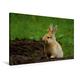 Calvendo Premium Textil-Leinwand 90 cm x 60 cm Quer, Braunes Zwergkaninchen | Wandbild, Bild auf Keilrahmen, Fertigbild auf Echter Leinwand, Leinwanddruck: Hasen und Kaninchen Tiere Tiere