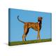 Calvendo Premium Textil-Leinwand 45 cm x 30 cm Quer, Rhodesian Ridgeback | Wandbild, Bild auf Keilrahmen, Fertigbild auf Echter Leinwand, Leinwanddruck Tiere Tiere