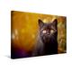 Calvendo Premium Textil-Leinwand 45 cm x 30 cm Quer, Britisch Kurzhaar Katze in Chocolate | Wandbild, Bild auf Keilrahmen, Fertigbild auf Echter Leinwand, Leinwanddruck Tiere Tiere