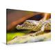 Calvendo Premium Textil-Leinwand 90 cm x 60 cm Quer, Noch recht niedlich - Ein Junges Krokodil | Wandbild, Bild auf Keilrahmen, Fertigbild auf Echter Leinwand, Leinwanddruck Tiere Tiere