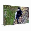 Calvendo Leinwand Colobus AFFE in Kenia 1 75x50cm, Special-Edition Wandbild, Bild auf Keilrahmen, Fertigbild auf hochwertigem Textil, Leinwanddruck, kein Poster