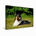 Premium Textil-Leinwand 45 cm x 30 cm Quer Liegender Collie | Wandbild, Bild auf Keilrahmen, Fertigbild auf Echter Leinwand, Leinwanddruck