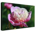 LANA KK Luxus Ausführung – Leinwandbild"Pfingstrose" mit Blumen auf 4 cm Echtholz-Keilrahmen, Rosa, 120 x 80 x 4 cm