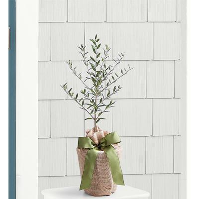 1-800-Flowers Plant Delivery Olive Tree - Medium Plant | Happiness Delivered To Their Door