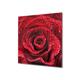 Concept Crystal Glass kitchen backsplash – Tempered Glass splashback – Photo backsplash BS03 Flower Series: Red Rose 2