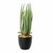 Union Rustic Aloe Succulent in Pot Plastic | 17.5 H x 6.5 W x 6.5 D in | Wayfair 993B4959C5F24FC6B487524F95FDBF68