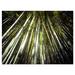Winston Porter 'Long Bamboos in Bamboo Forest' Photographic Print on Wrapped Canvas in Green | 8 H x 12 W x 1 D in | Wayfair