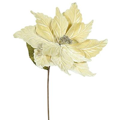 Vickerman QG162738 Poinsettia with 12" Flower Head & Paper wrapped wire Stem in 6/Bag, 22", Champagn