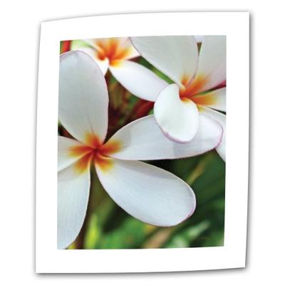 ArtWall White Plumeria 12 by 18-Inch Flat/Rolled Canvas by Kathy Yates with 2-Inch Accent Border