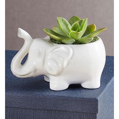1-800-Flowers Plant Delivery Safari Animal Succulents Elephant | Happiness Delivered To Their Door